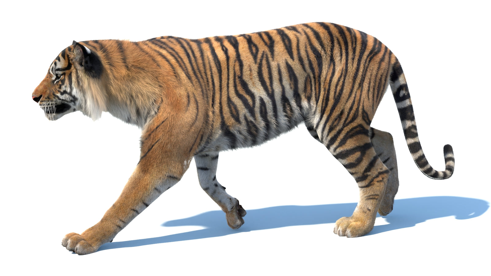 Animated Sumatran Tiger 3D Model Fur 360° view 3 frame 23