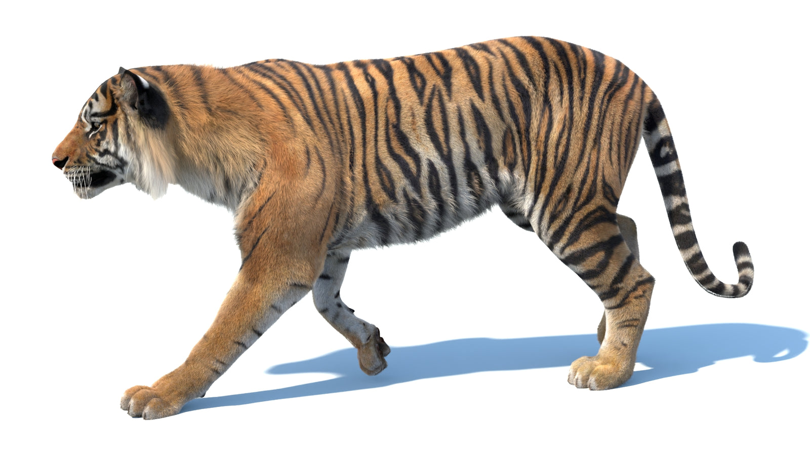 Animated Sumatran Tiger 3D Model Fur 360° view 3 frame 24