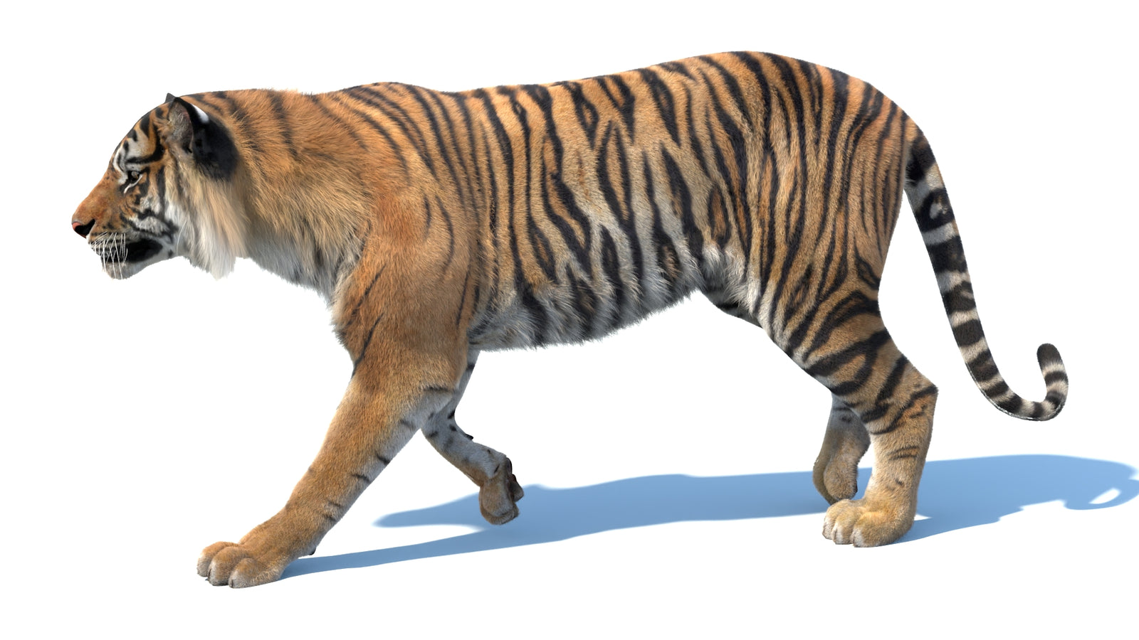 Animated Sumatran Tiger 3D Model Fur 360° view 3 frame 25