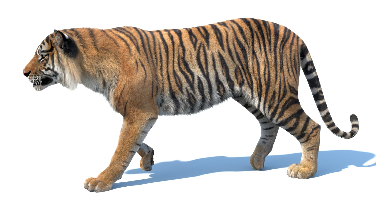 Animated Sumatran Tiger 3D Model Fur 360° view 3 frame 27