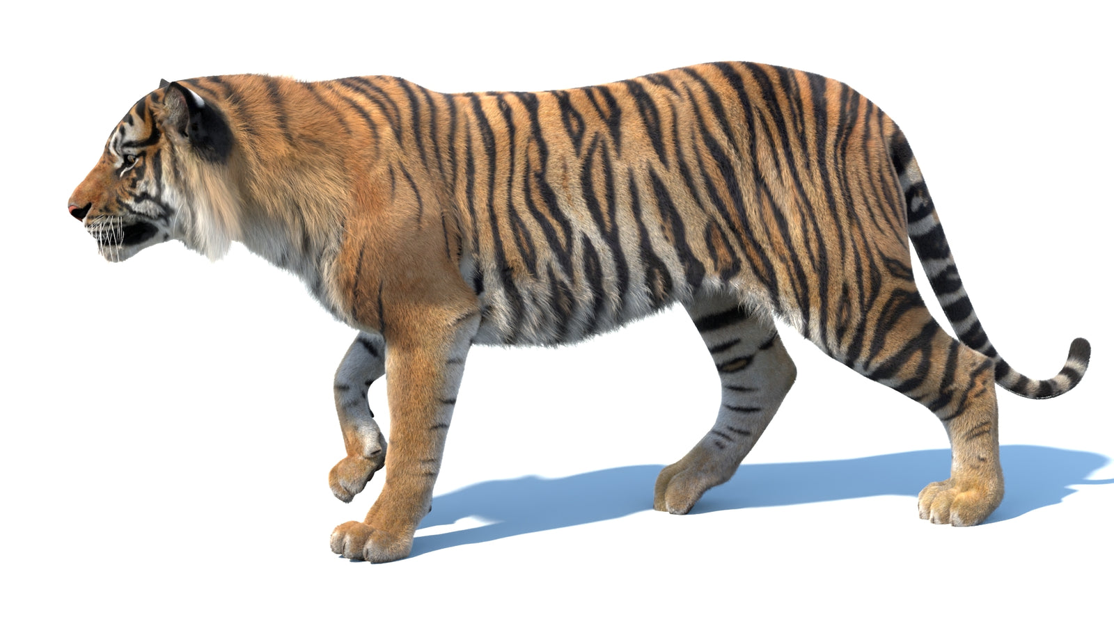 Animated Sumatran Tiger 3D Model Fur 360° view 3 frame 30