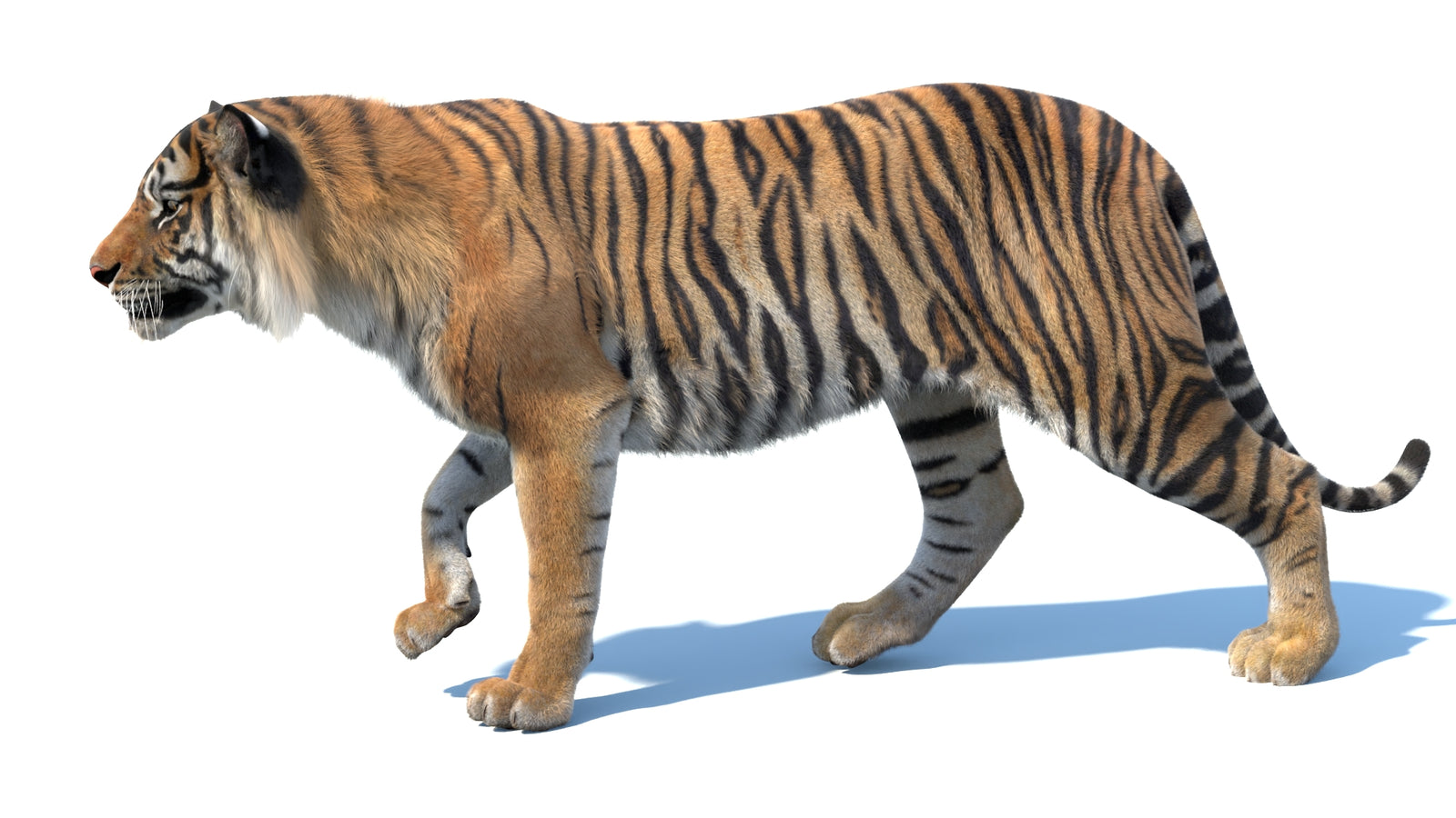 Animated Sumatran Tiger 3D Model Fur 360° view 3 frame 31