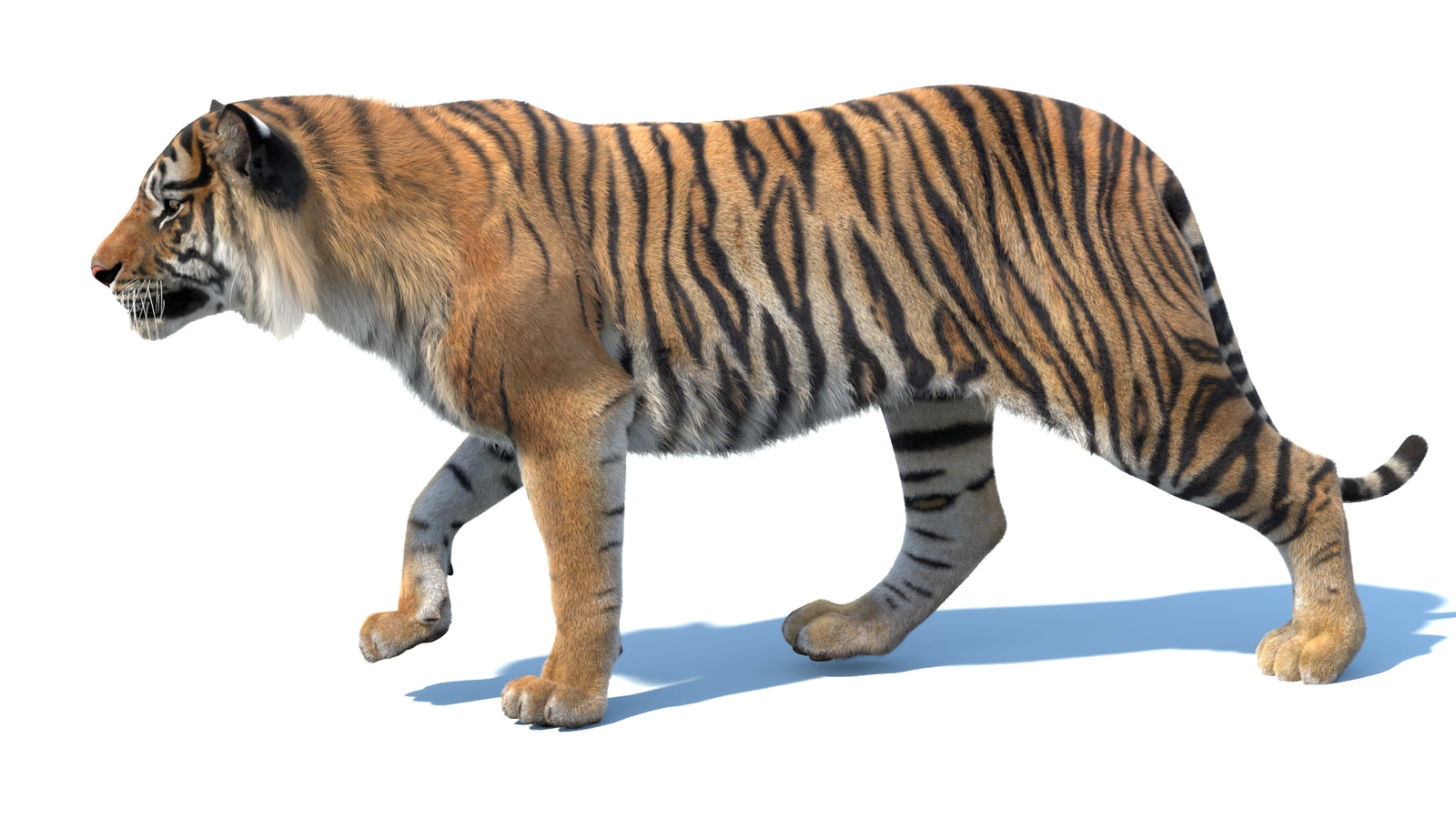 Animated Sumatran Tiger 3D Model Fur 360° view 3 frame 32