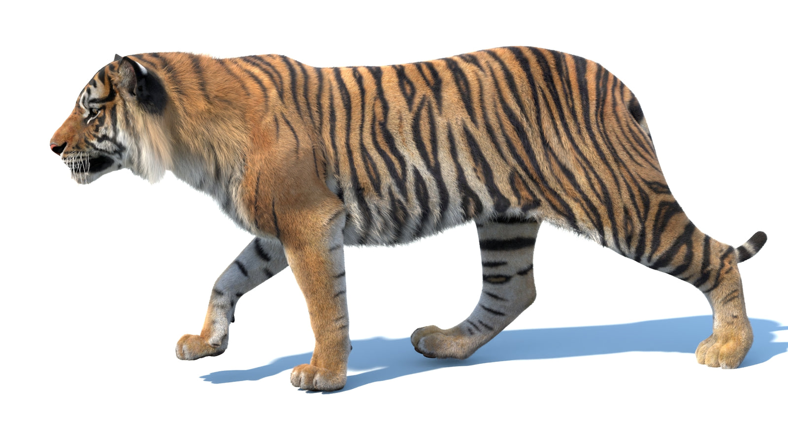 Animated Sumatran Tiger 3D Model Fur 360° view 3 frame 33