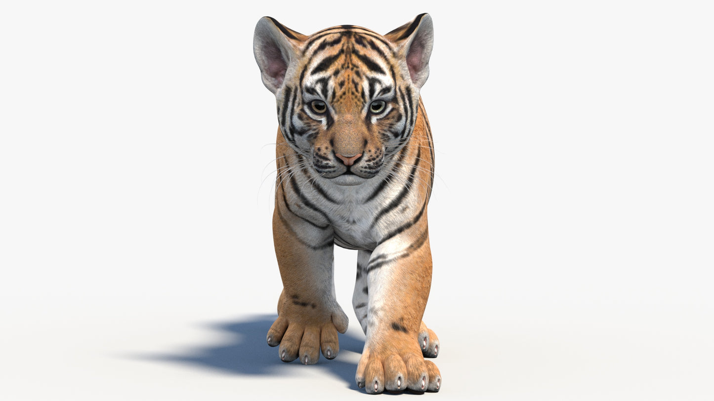 Animated Tiger Cub 3D Model