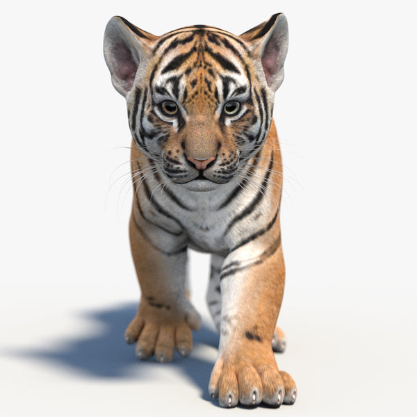 Animated Tiger Cub 3D Model