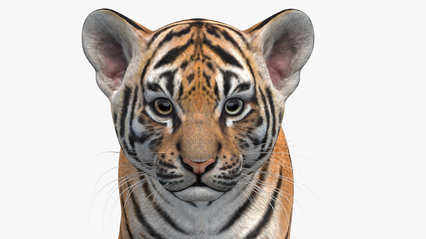 Animated Tiger Cub 3D Model