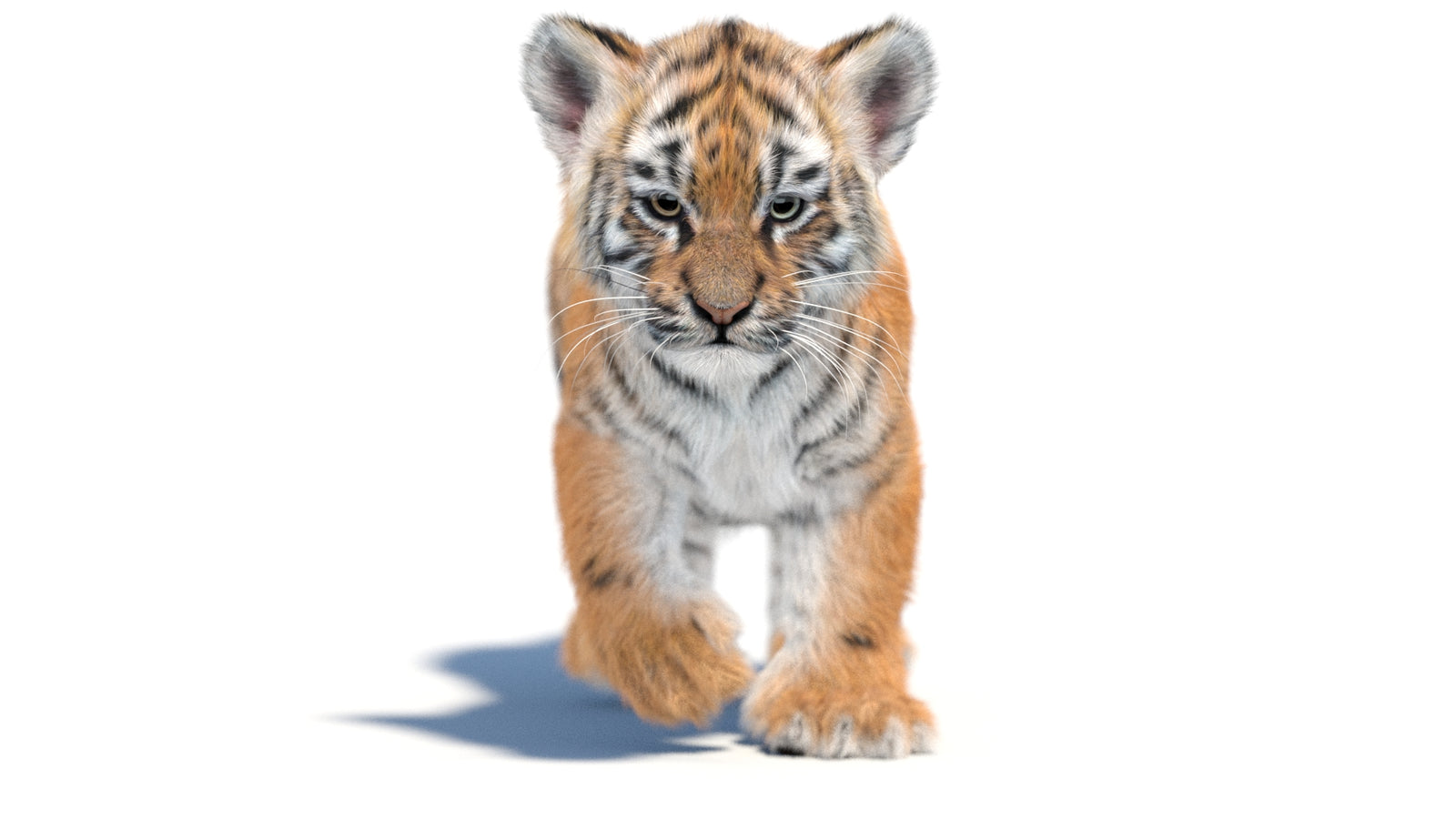 Animated Tiger Cub 3D Model with Groomed Hair 360° view 2 frame 9