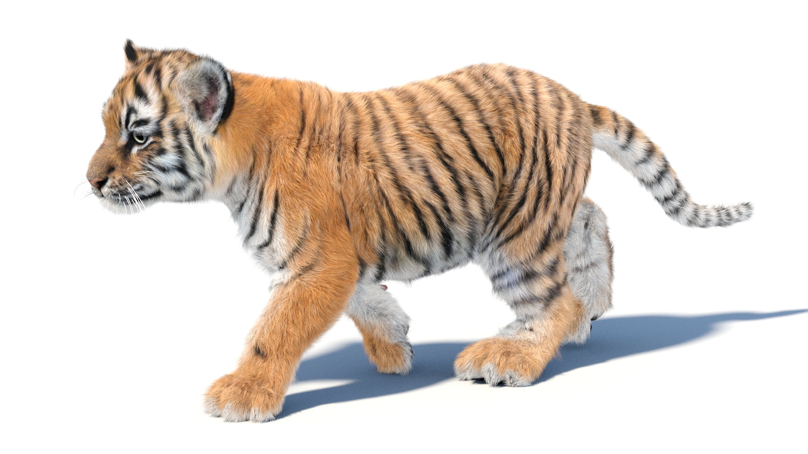Animated Tiger Cub 3D Model with Groomed Hair 360° view 3 frame 3