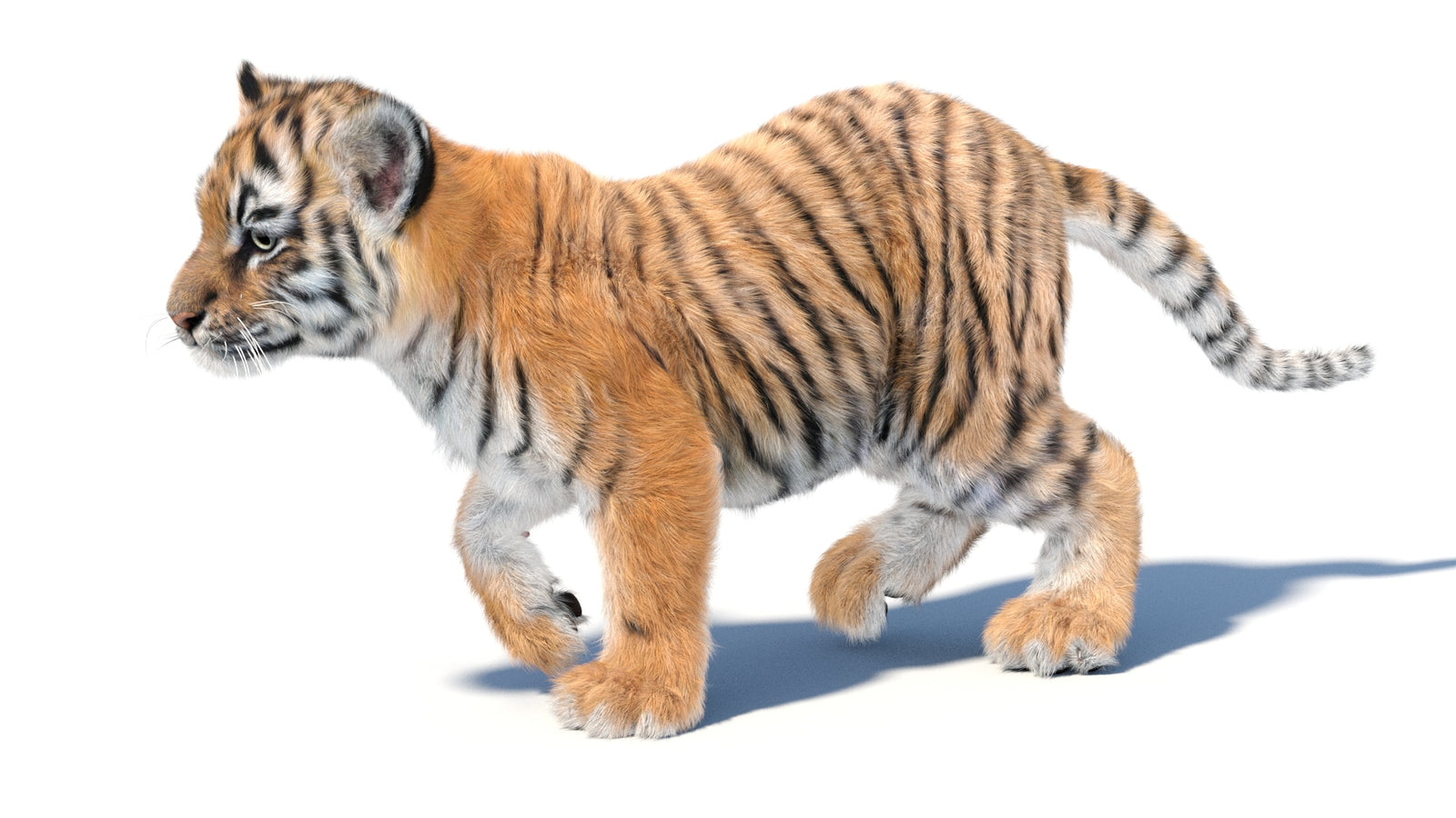 Animated Tiger Cub 3D Model with Groomed Hair 360° view 3 frame 9
