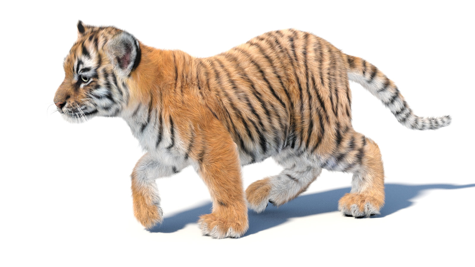 Animated Tiger Cub 3D Model with Groomed Hair 360° view 3 frame 11