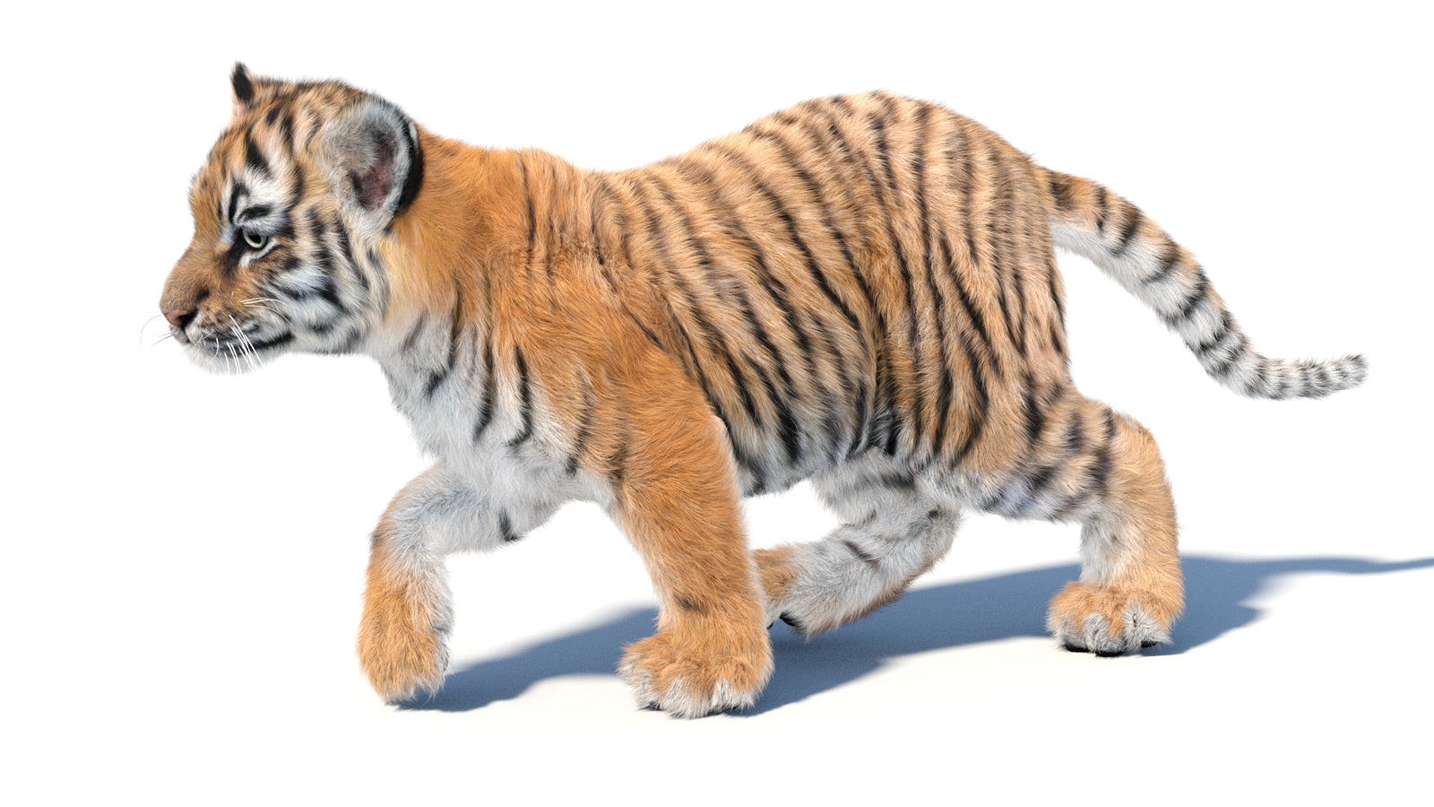 Animated Tiger Cub 3D Model with Groomed Hair 360° view 3 frame 12