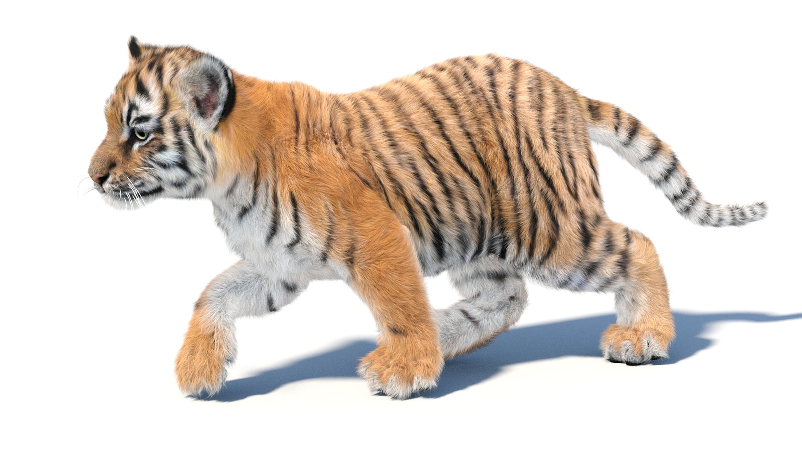 Animated Tiger Cub 3D Model with Groomed Hair 360° view 3 frame 13
