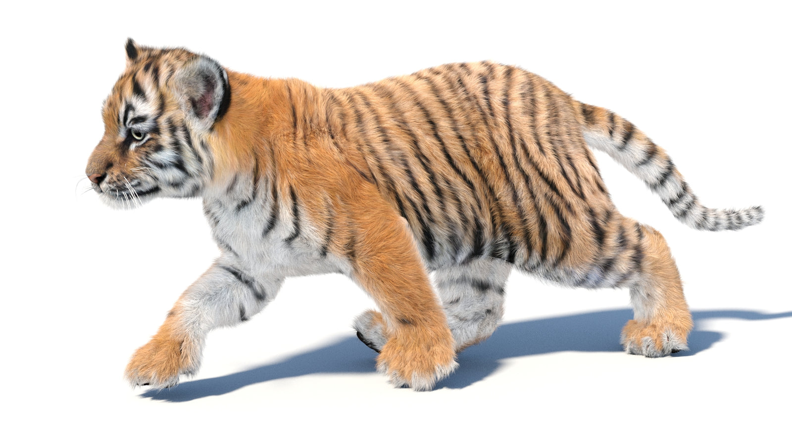 Animated Tiger Cub 3D Model with Groomed Hair 360° view 3 frame 15