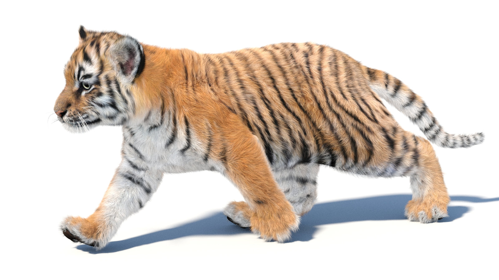 Animated Tiger Cub 3D Model with Groomed Hair 360° view 3 frame 17