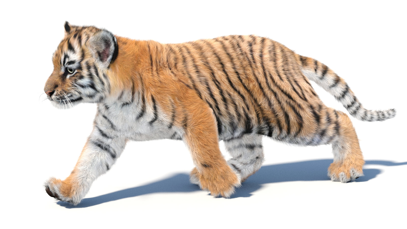 Animated Tiger Cub 3D Model with Groomed Hair 360° view 3 frame 18