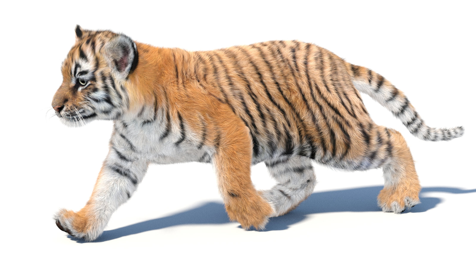Animated Tiger Cub 3D Model with Groomed Hair 360° view 3 frame 19