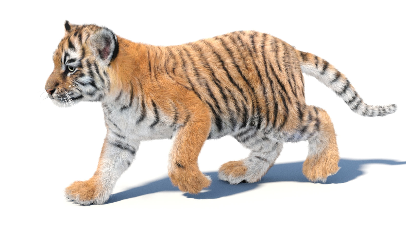 Animated Tiger Cub 3D Model with Groomed Hair 360° view 3 frame 22
