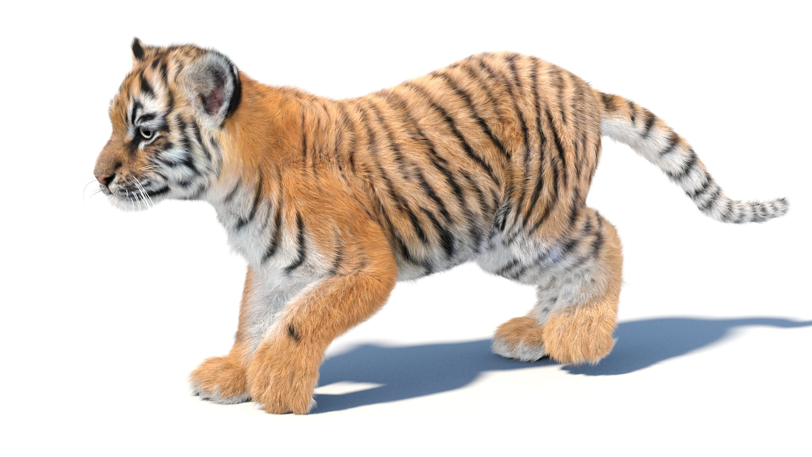 Animated Tiger Cub 3D Model with Groomed Hair 360° view 3 frame 26