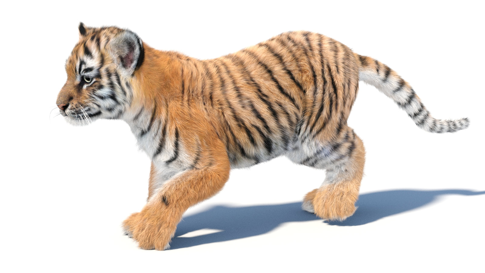Animated Tiger Cub 3D Model with Groomed Hair 360° view 3 frame 27