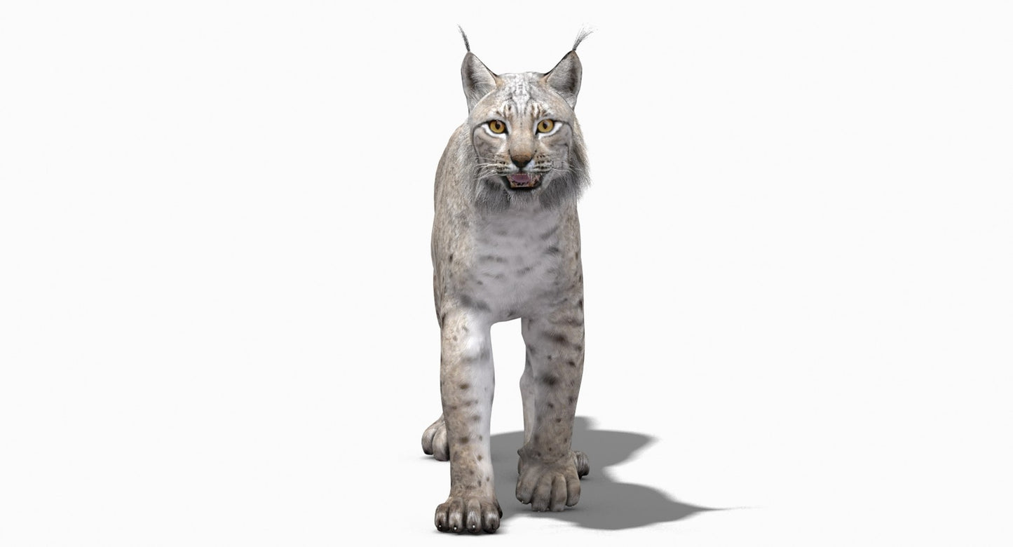 Animated White Lynx 3D Model