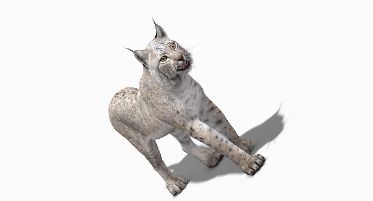 Animated White Lynx 3D Model for download