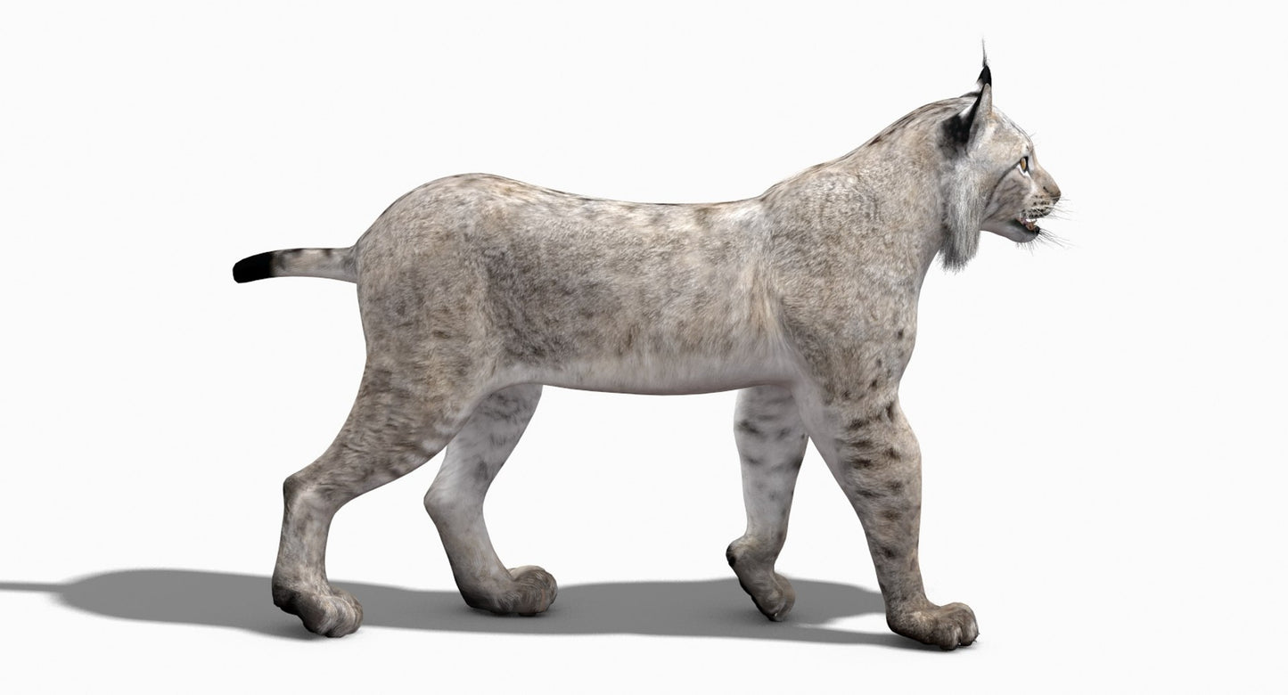 3D model of a lynx walking on a white background