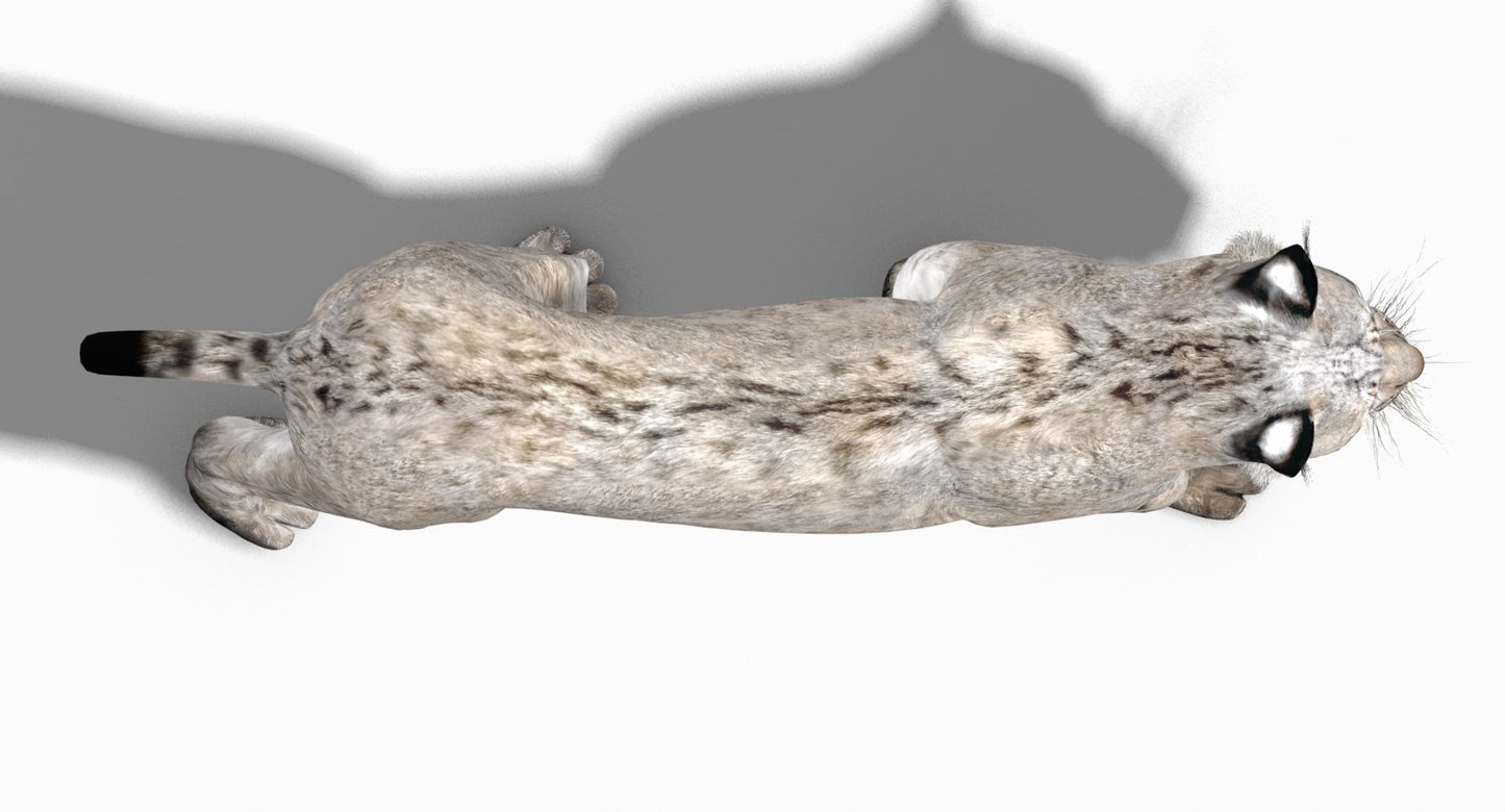Animated White Lynx 3D Model