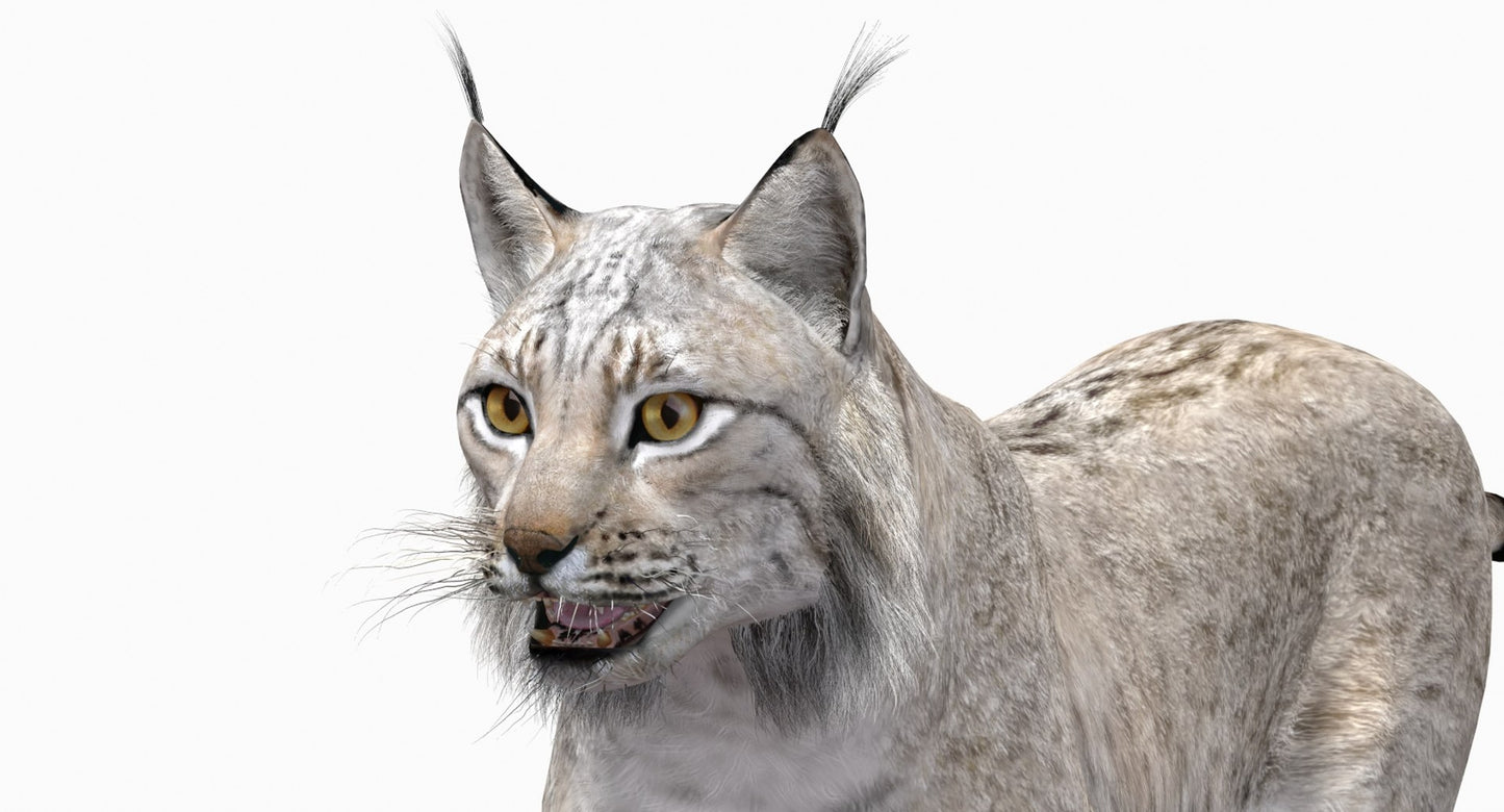 Animated White Lynx 3D Model