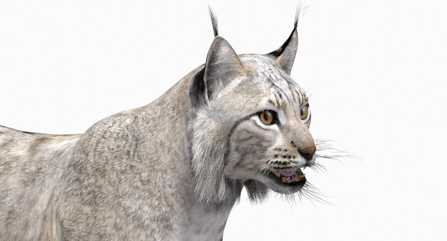 Animated White Lynx 3D Model