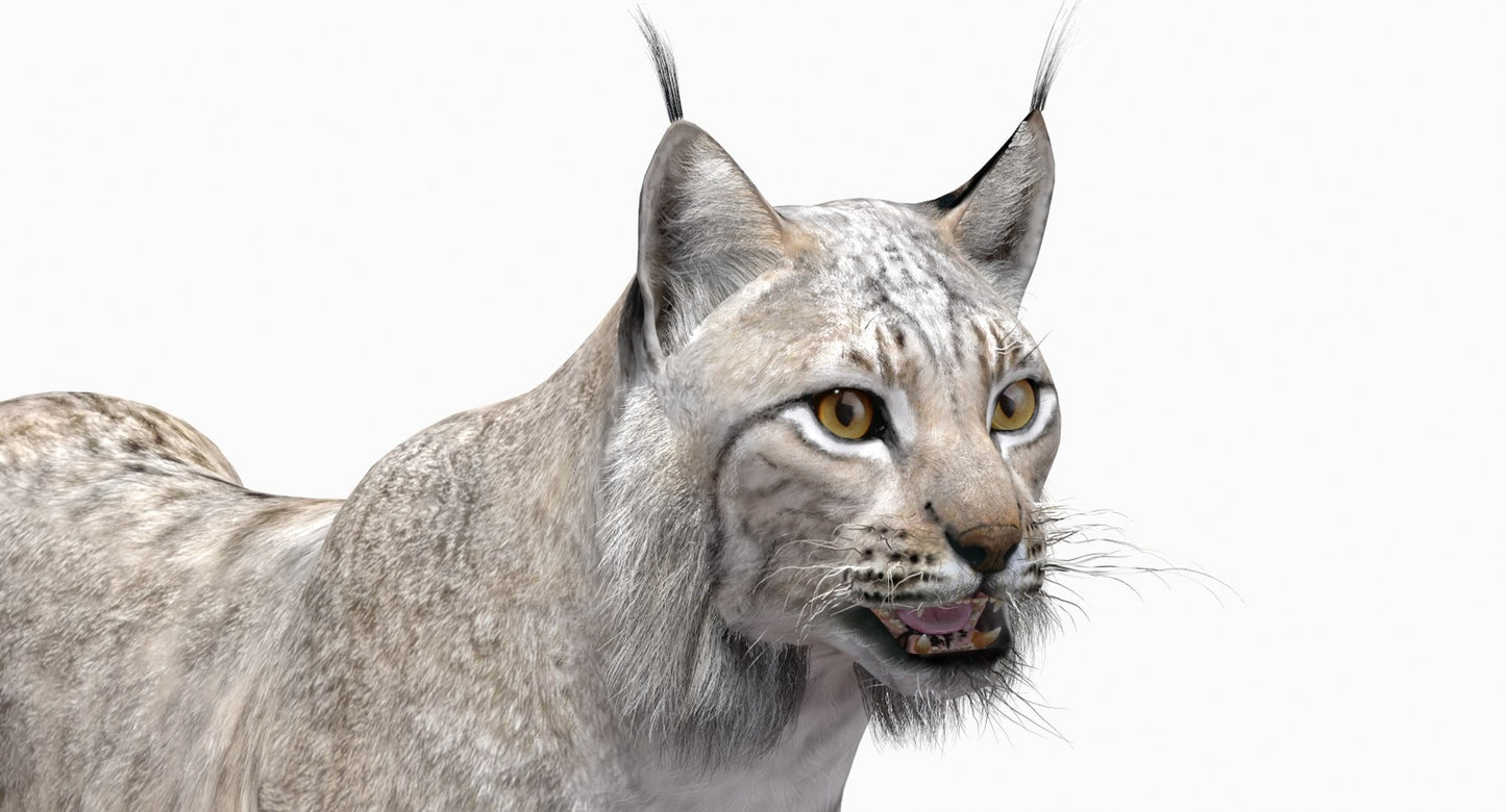 Animated White Lynx 3D Model