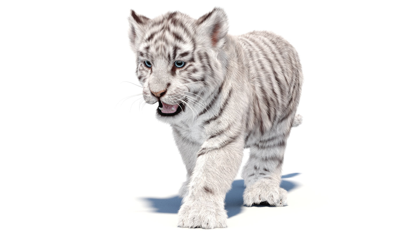 Animated white Tiger Cub 3D Model with Groomed Hair
