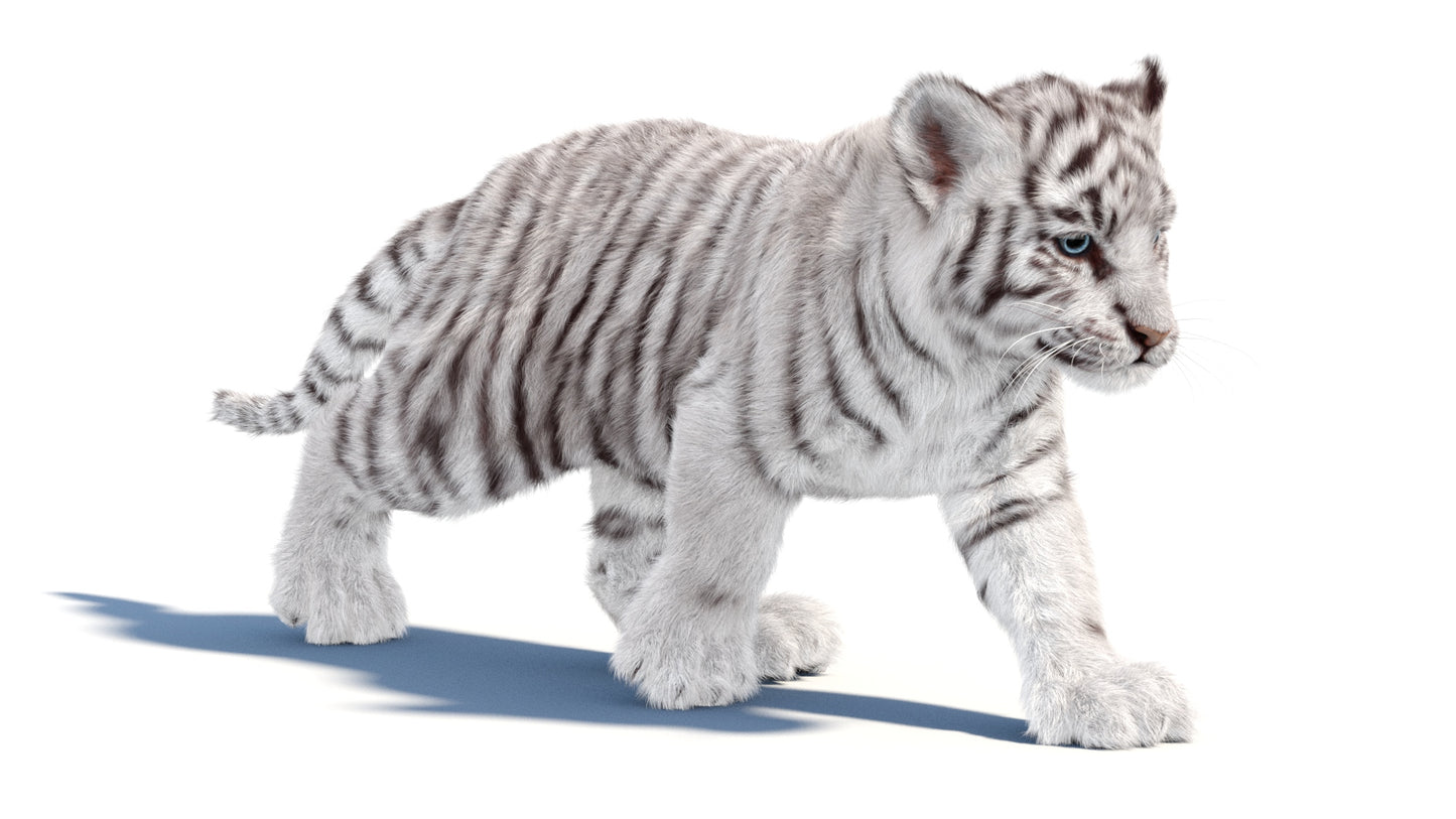 Animated white Tiger Cub 3D Model with Groomed Hair