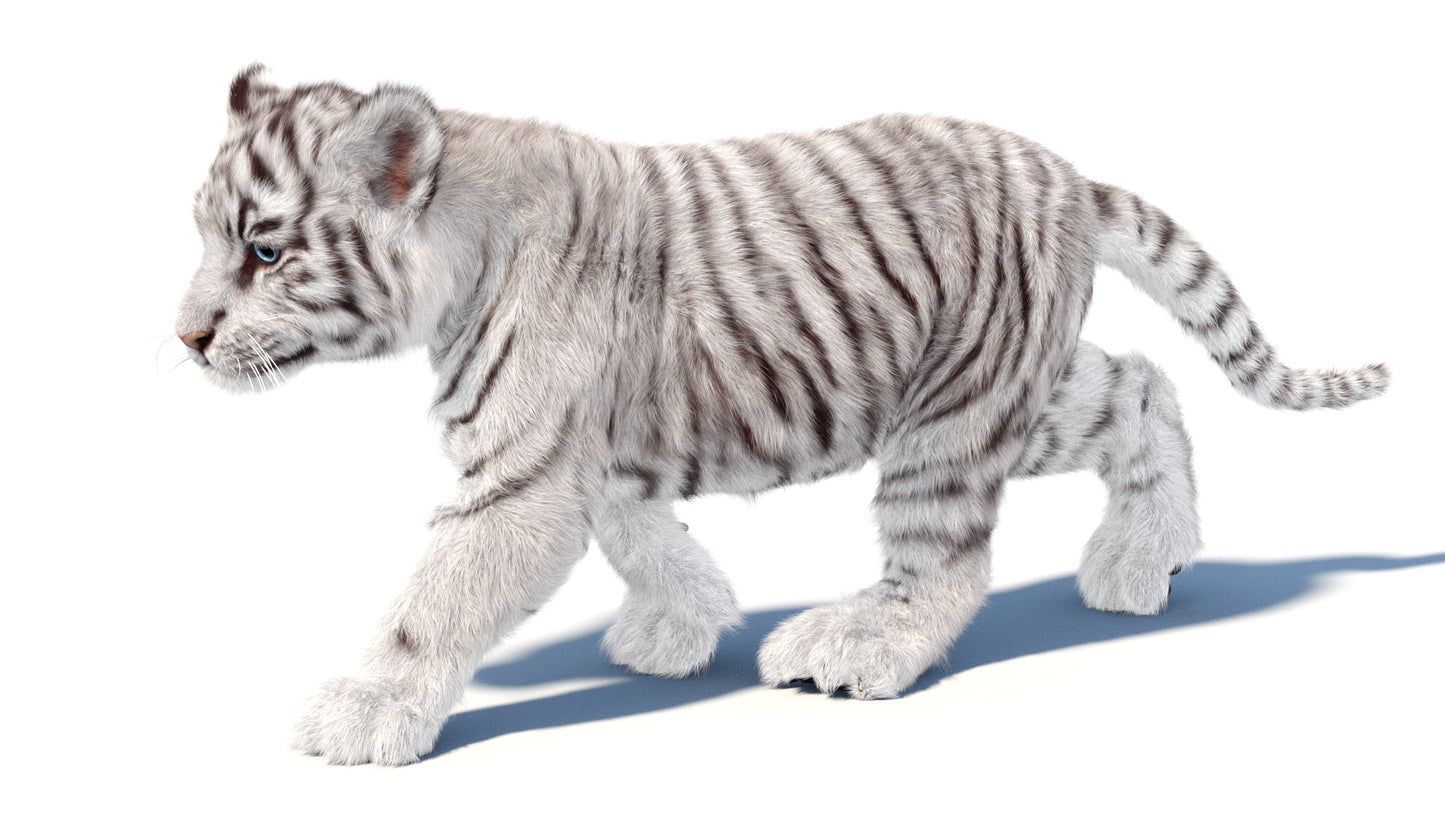 Animated white Tiger Cub 3D Model with Groomed Hair