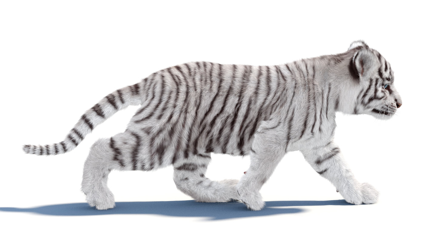 Animated white Tiger Cub 3D Model with Groomed Hair