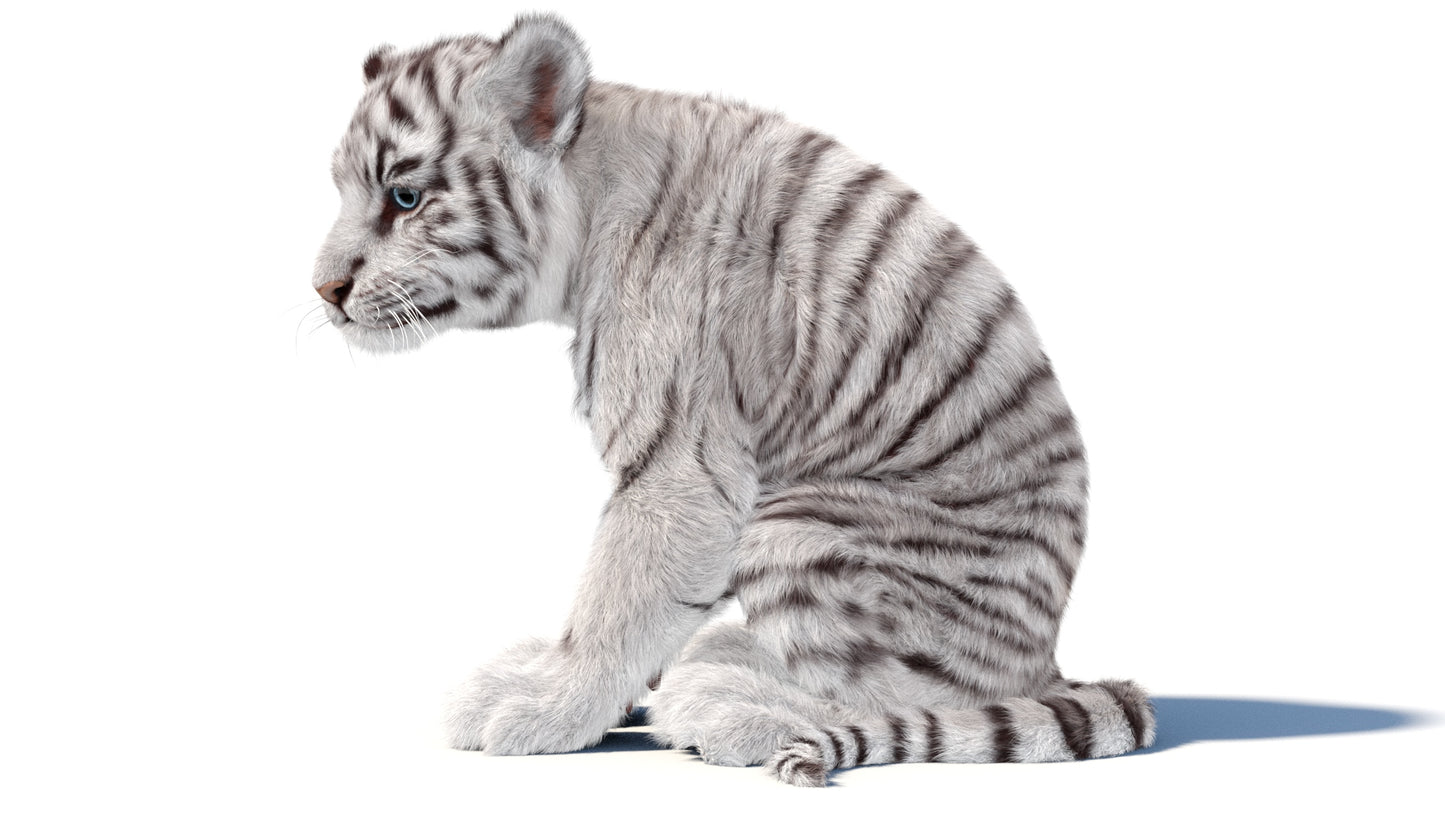 Animated white Tiger Cub 3D Model with Groomed Hair
