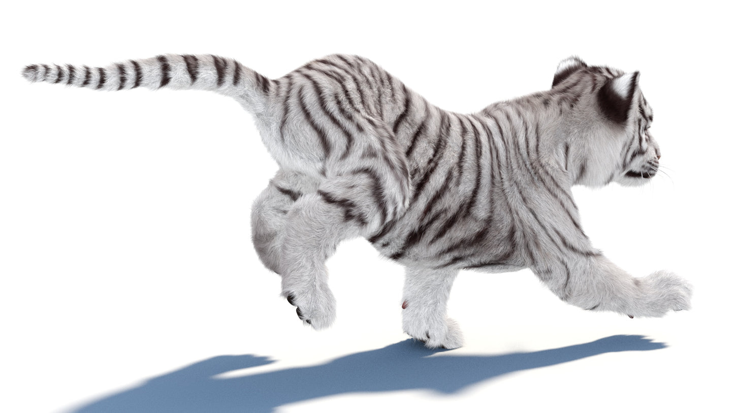 Animated white Tiger Cub 3D Model with Groomed Hair