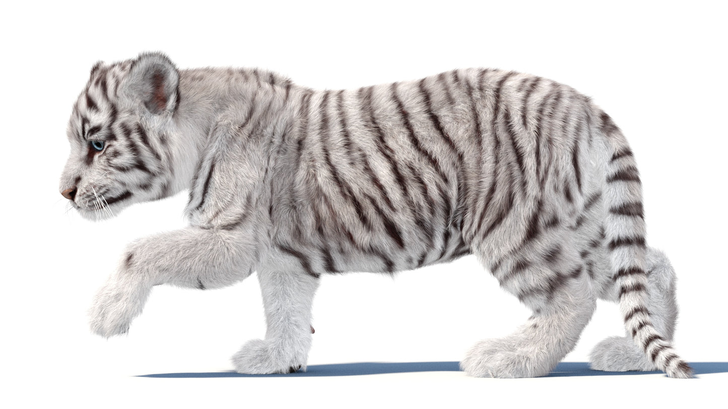 Animated white Tiger Cub 3D Model with Groomed Hair