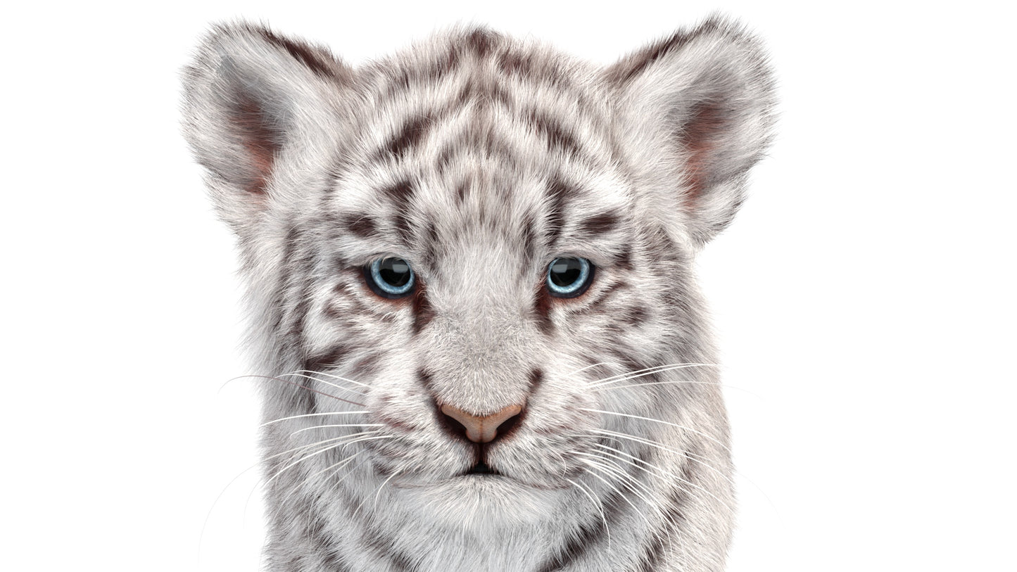 Animated white Tiger Cub 3D Model with Groomed Hair