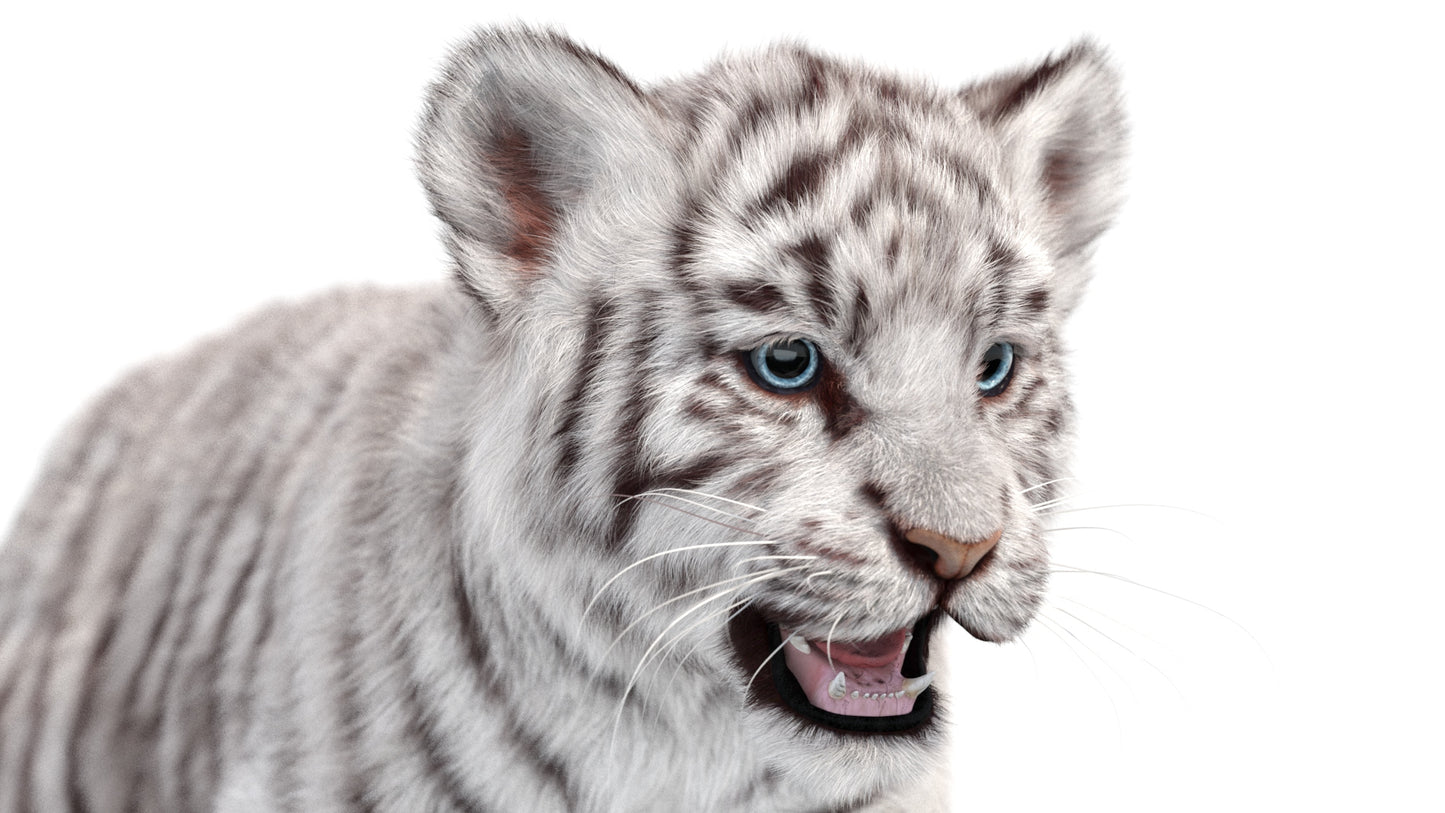 Animated white Tiger Cub 3D Model with Groomed Hair