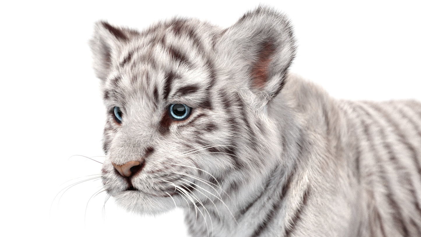 Animated white Tiger Cub 3D Model with Groomed Hair