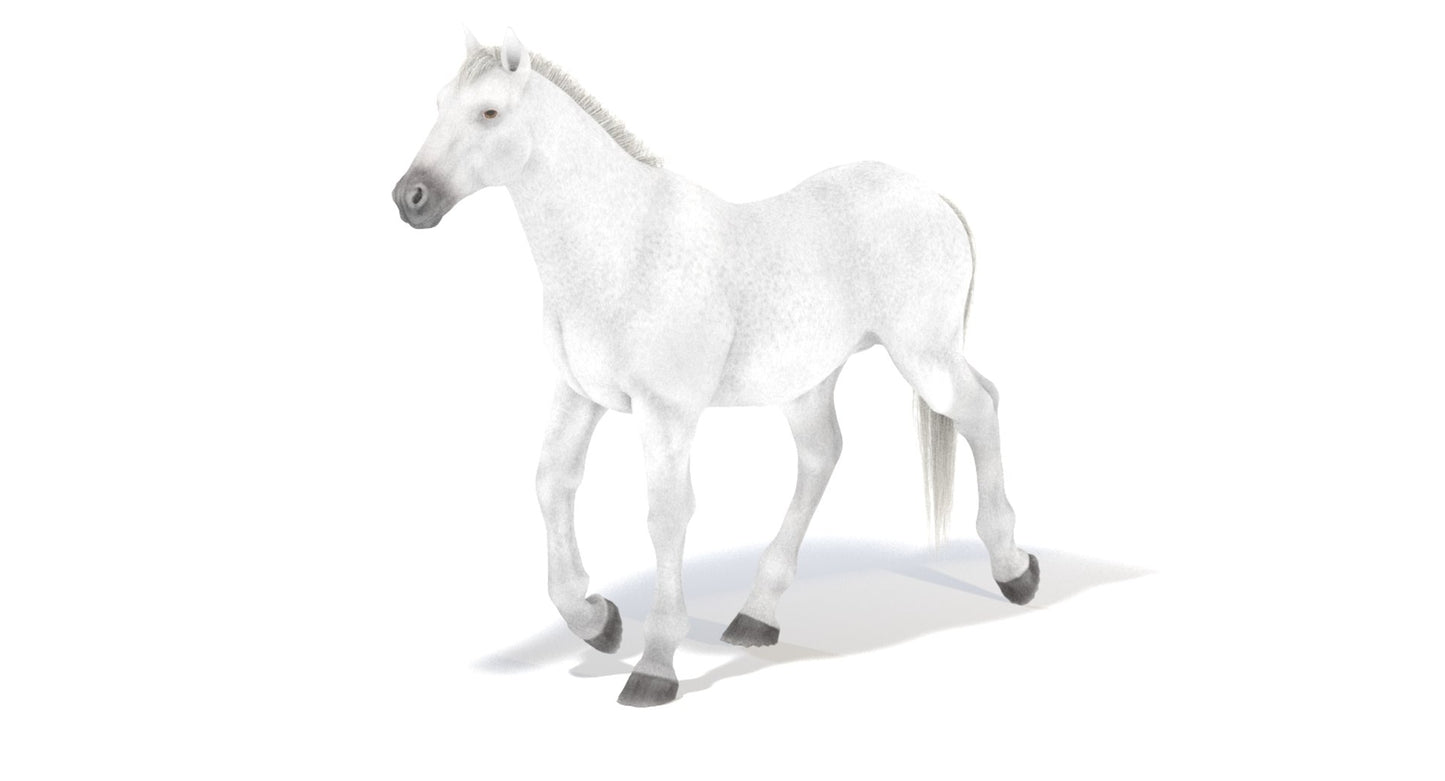 Animated White Horse 3D Model