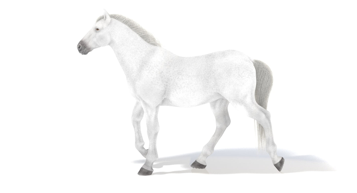 Animated White Horse 3D Model