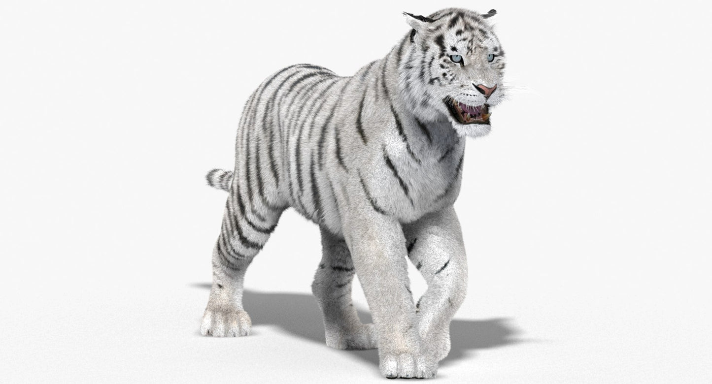 Animated White Siberian Tiger 3D Model with Fur