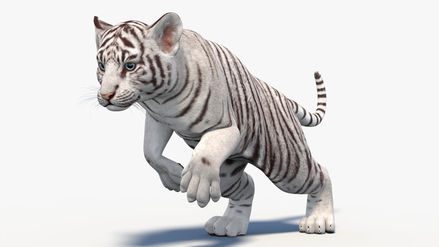 Rigged White Baby Tiger 3D Model