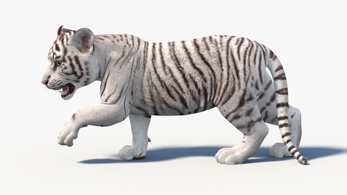 Rigged White Baby Tiger 3D Model