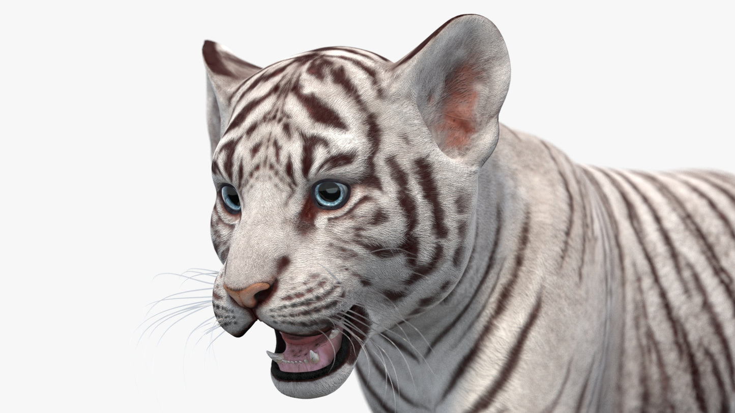 Rigged White Baby Tiger 3D Model