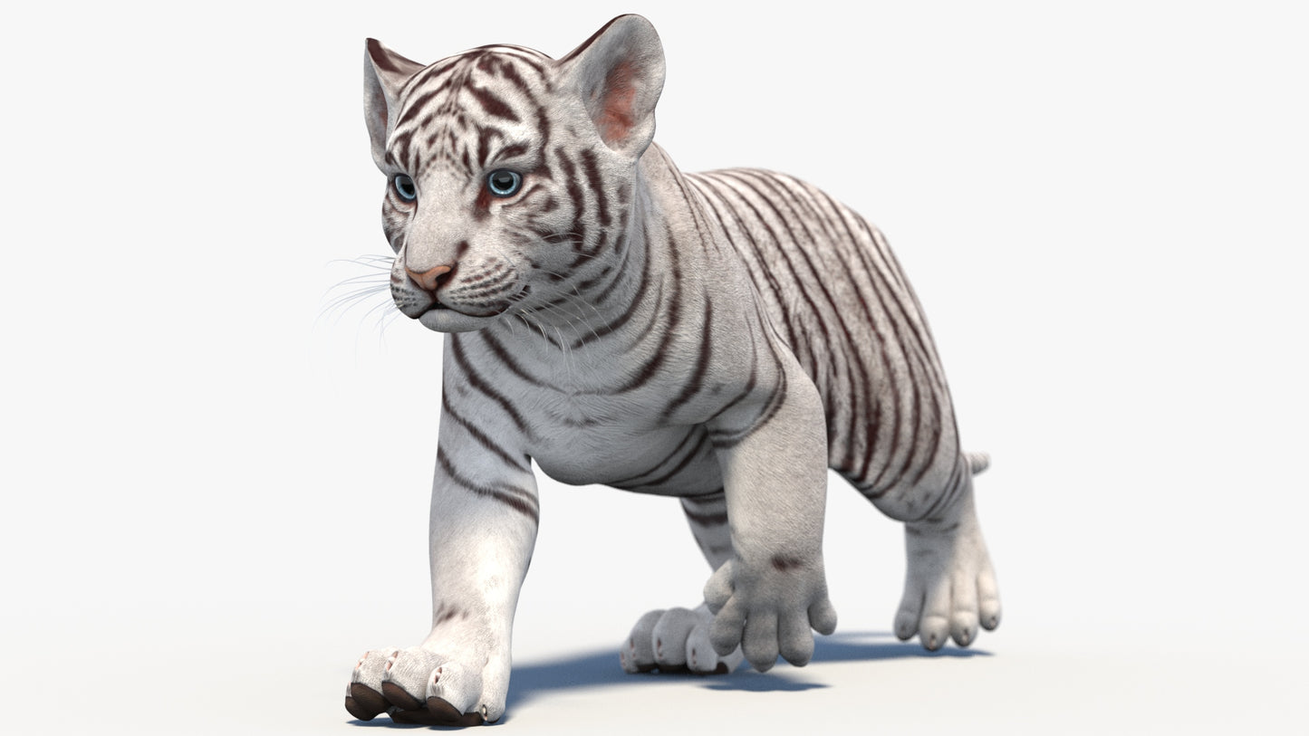 Rigged White Baby Tiger 3D Model