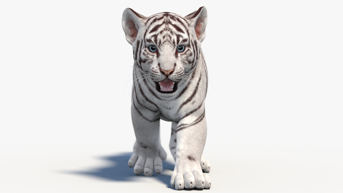 Animated White Tiger Cub 3D Model