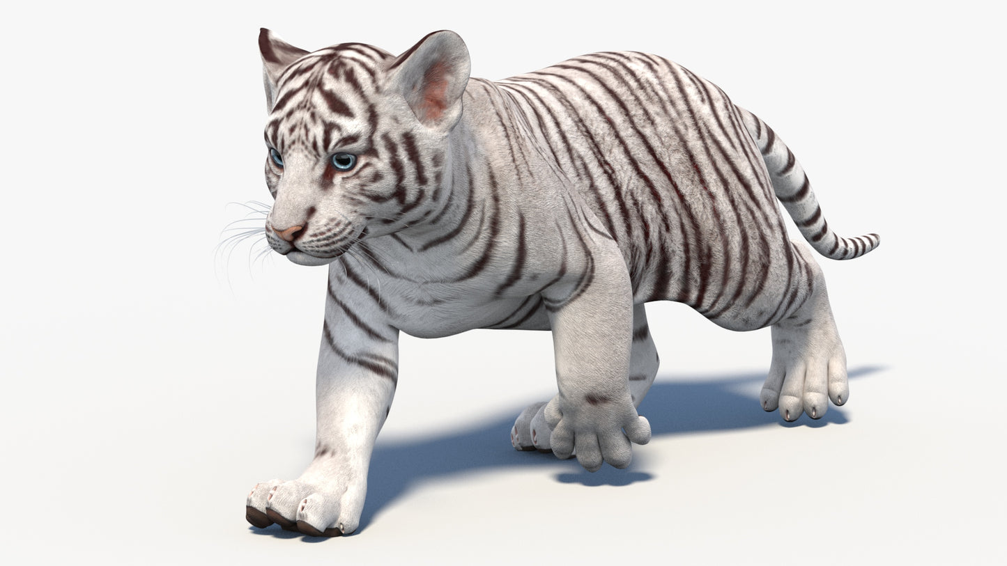 Rigged White Baby Tiger 3D Model